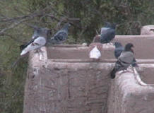 Pigeons roosting along a parpet wall - all the poop runs down the wall and gets on patio's and ground below
