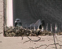 Pigeon nesting in some incorrectly installed bird spike