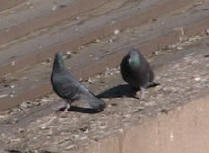 Pigeons pooping on a roof top of a commercial building