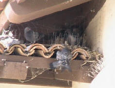 Pigeons under an overhangs with bad netting job