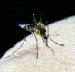 Mosquito taking a blood meal