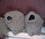 Swallow mud nests on side of building