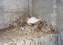 Pigeon nesting on a ledg in a parking garage
