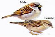 male and female HOSP - drawing