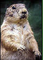 Gopher