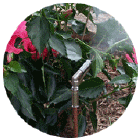 Mosquito mist system head