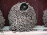 Swallow mud nest