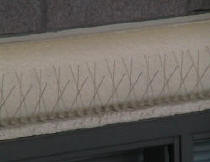 Stainless steel bird spike installed on ledge