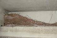 Parking garage ledge with pigeon nest